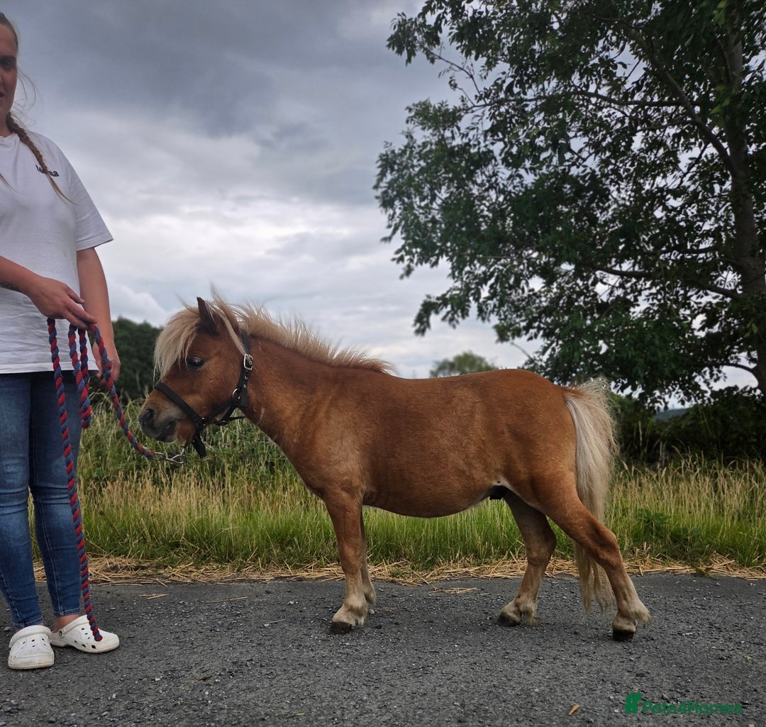 Shetland pony horses for sale: Beautiful 7h Mini shetland Gelding  - Image 6