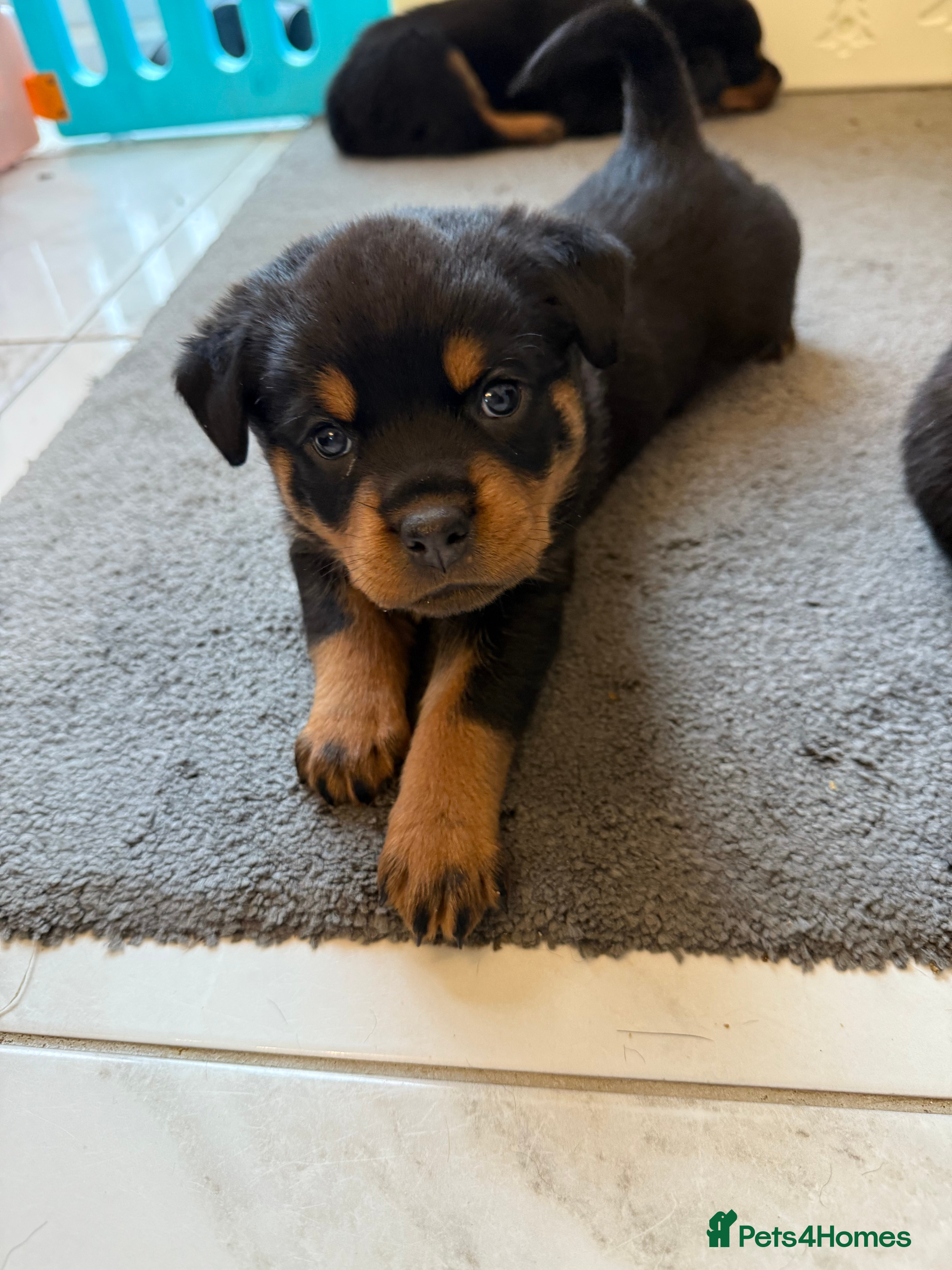 Rottweiler dogs Chunky Rottweiler puppies - Advert 6