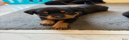 Rottweiler dogs for sale: Chunky Rottweiler puppies - Advert 1