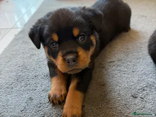 Rottweiler dogs Chunky Rottweiler puppies - Advert 9