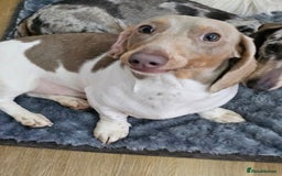 Dachshund dogs for sale: 2 Loving Miniature Dachshunds–Must Stay Together - Image 16