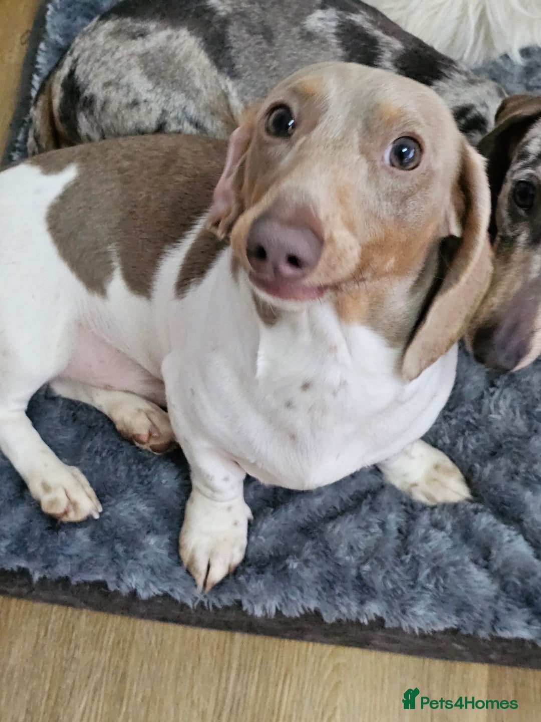 Dachshund dogs for sale: 2 Loving Miniature Dachshunds–Must Stay Together - Image 16