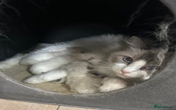 Ragdoll cats for sale: Gorgeous litter of bicolour kittens GCCF reg - Image 9