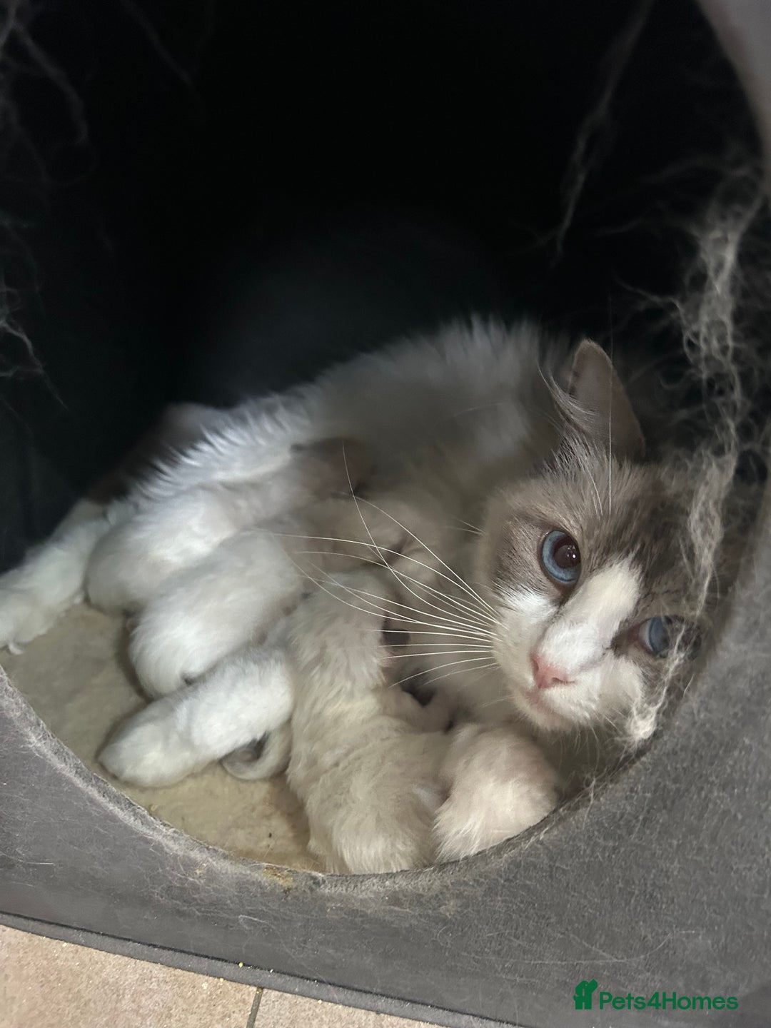 Ragdoll cats for sale: Gorgeous litter of bicolour kittens GCCF reg - Image 9