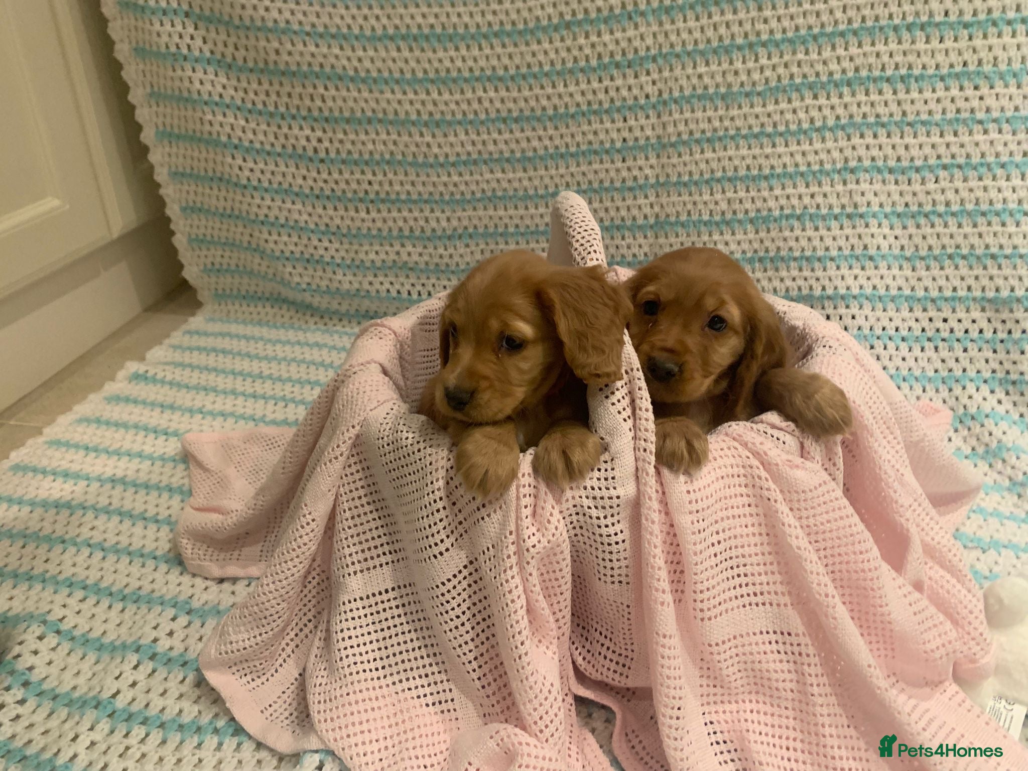 Cocker Spaniel dogs Cocker spaniel puppies  - Advert 10