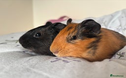 Guinea Pig rodents for sale: Guinea pigs and cages for sale  - Advert 2