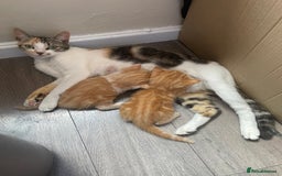 Bengal cats for sale: Kittens for sale  - Image 7