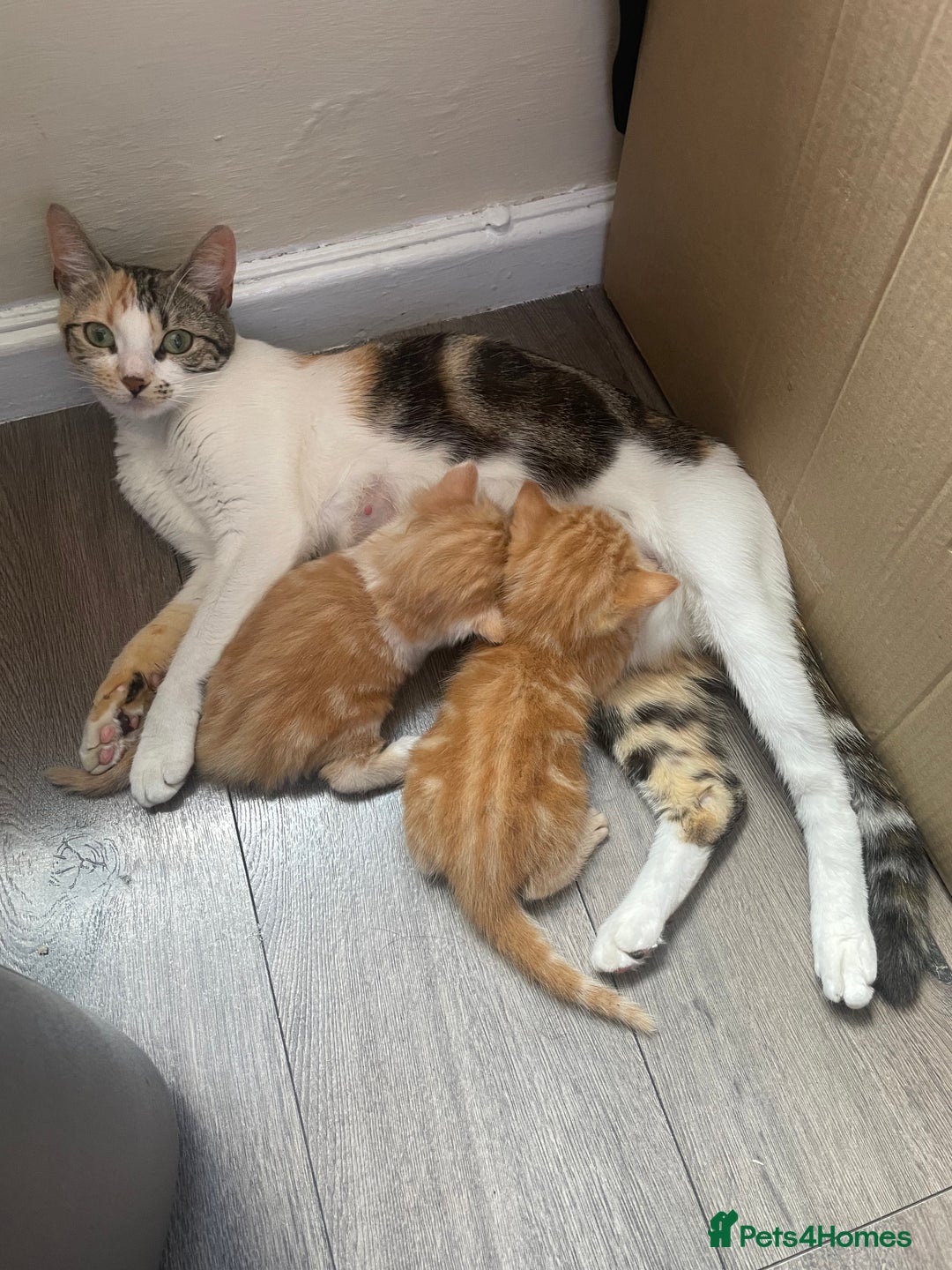 Bengal cats for sale: Kittens for sale  - Image 7