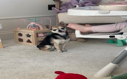 Chihuahua dogs for sale: Buddy the chihuahua looking for loving home - Image 2