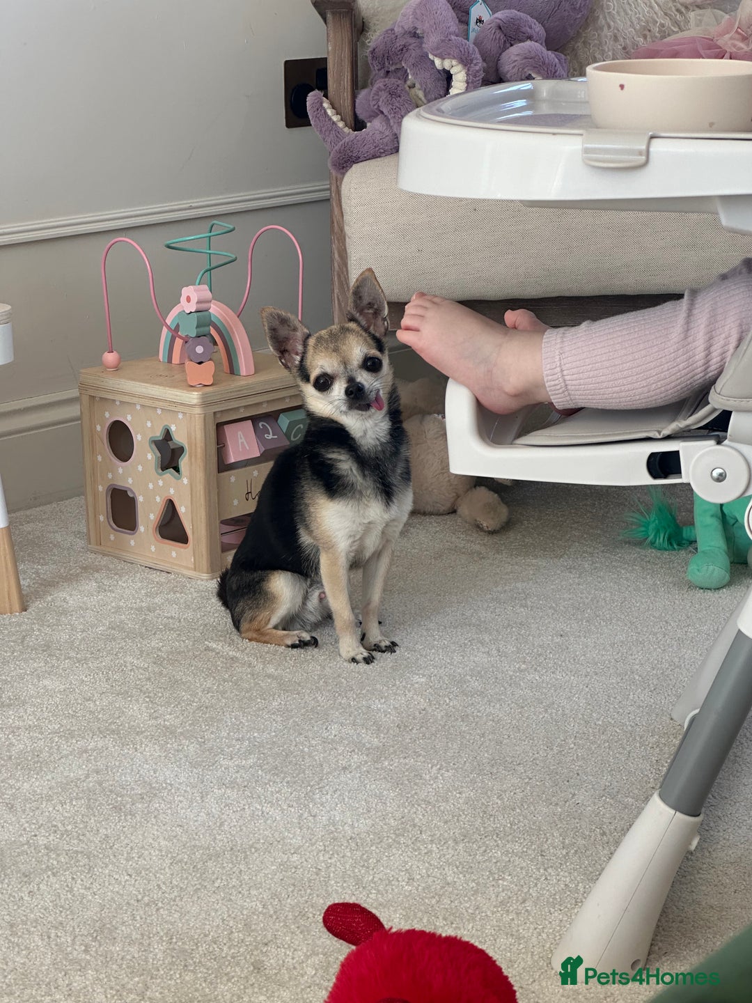 Chihuahua dogs for sale: Buddy the chihuahua looking for loving home - Image 2