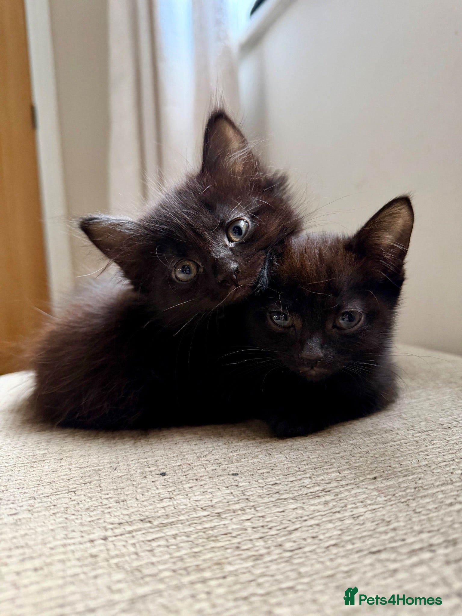 Mixed Breed cats 2 Female Kittens 🐾  - Advert 1