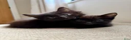 Mixed Breed cats for sale: 2 Female Kittens 🐾  - Advert 1