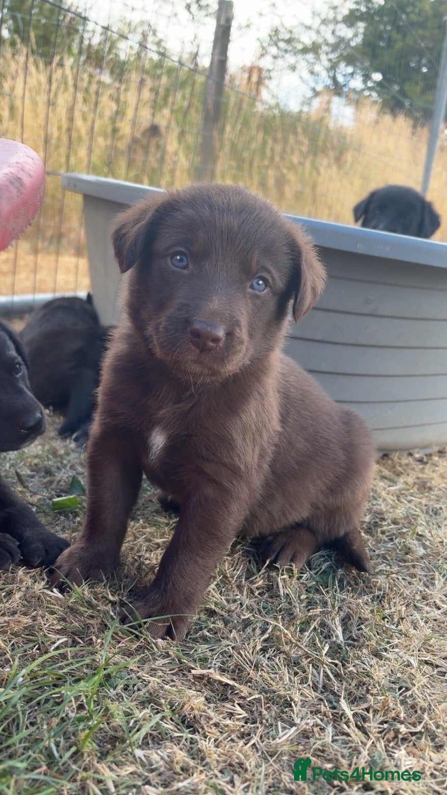 Borador dogs Stunning Lab x Collie, cream, black & chocolate! - Advert 2