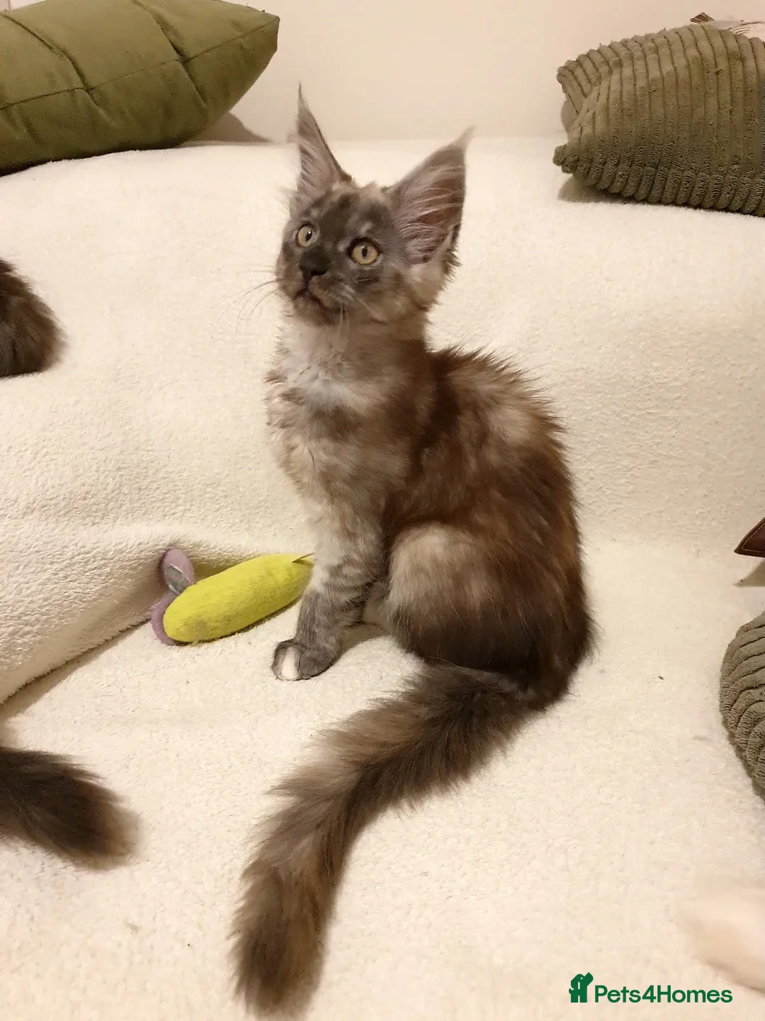 Maine Coon cats for sale: Maine coon kittens  - Advert 9