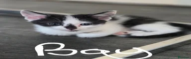 Mixed Breed Kitten 2