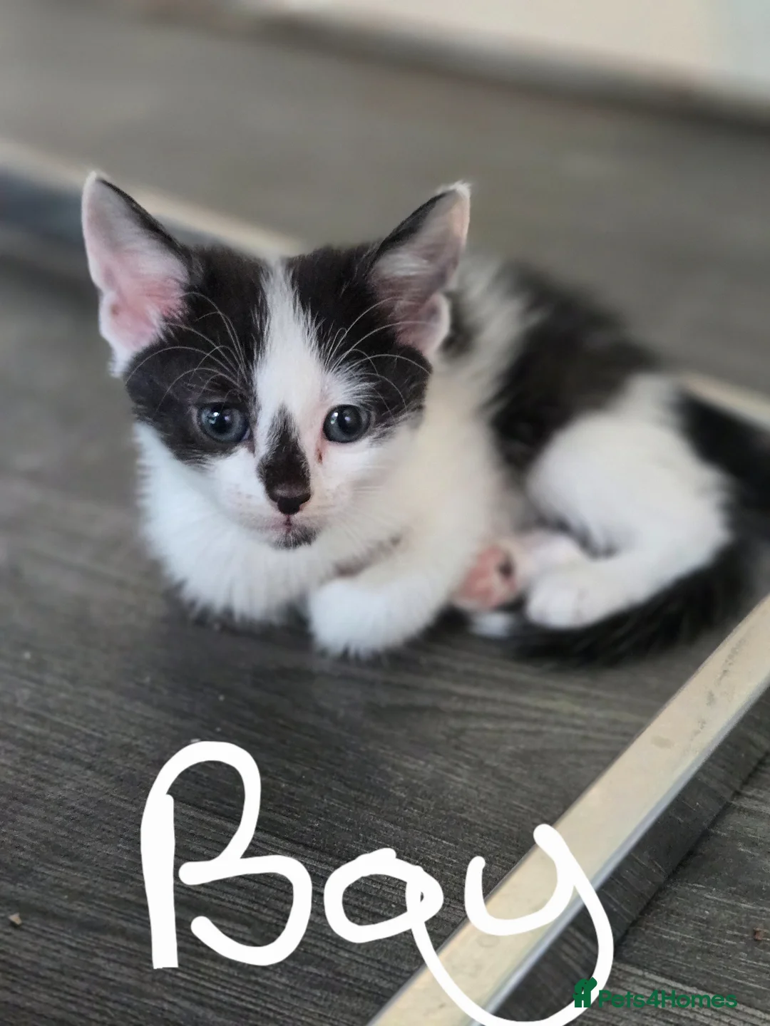 Mixed Breed cats for sale: Beautiful Kittens Ready for New Homes 🐾 in Birmingham - Advert 5