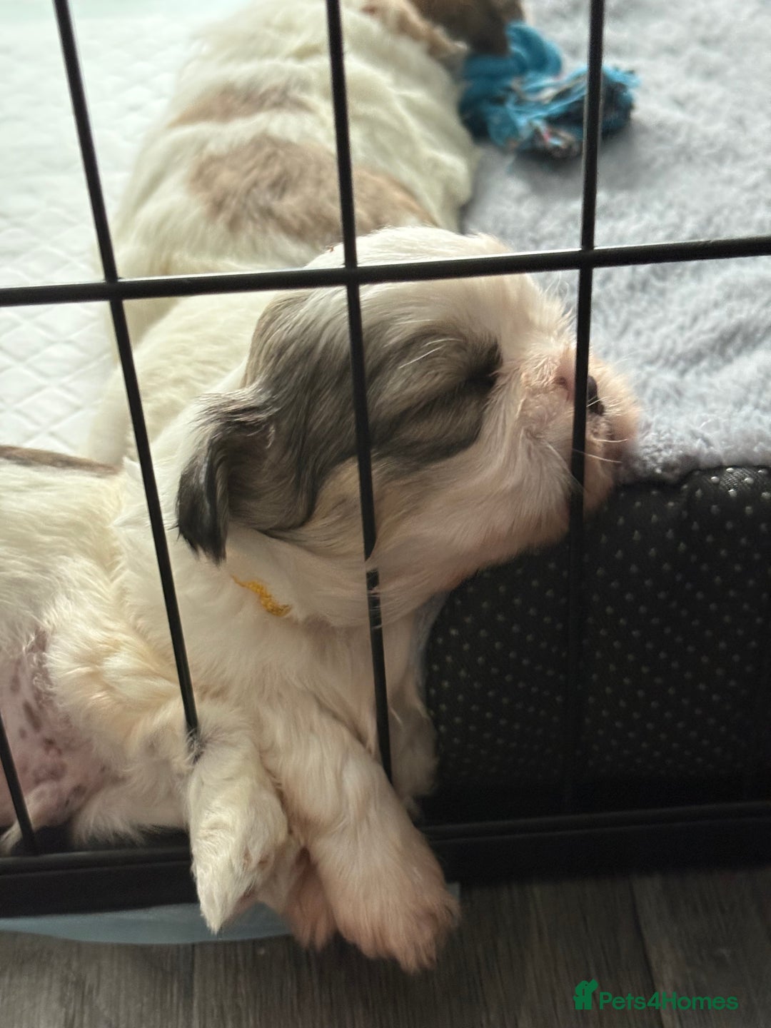 Shih Tzu dogs for sale: 4 Shih tzu girls  - Image 12
