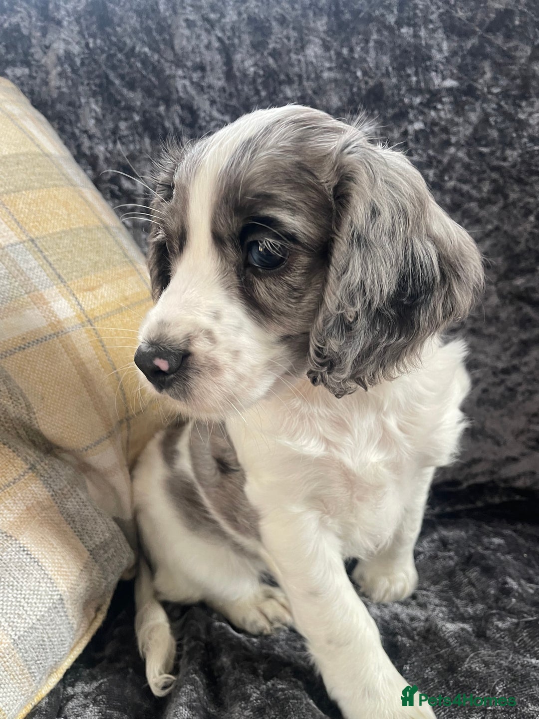 Cocker Spaniel dogs for sale: 1 Merle girl colored cocker spaniel   - Advert 5