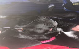 Mixed Breed dogs for sale: Salem aka Saisai - Image 3