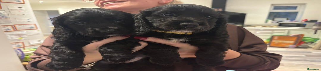 Cocker Spaniel Puppy 2