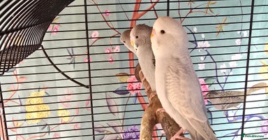 Budgerigars birds Gorgeous baby budgies - Advert 15