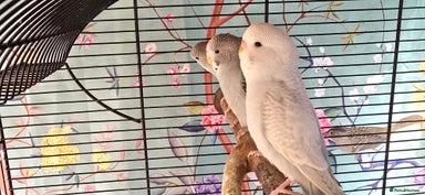 Budgerigars birds Gorgeous baby budgies - Advert 15