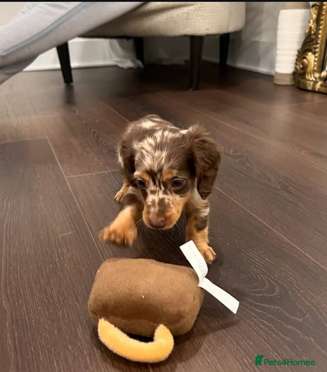 Miniature Dachshund dogs for sale: 🐾 Loving Miniature Dachshund Puppies 🐾 - Image 4