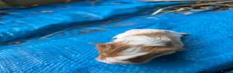 Guinea Pig rodents for sale: Long haired fluffy PeruvianSilkie guineapig babies - Advert 13