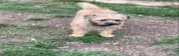 Border Terrier dogs for sale: Border Terrier Girl - Advert 3