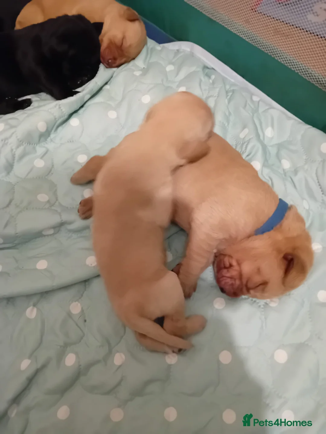 Labrador Retriever dogs for sale: Red and Black Labradors  - Advert 5