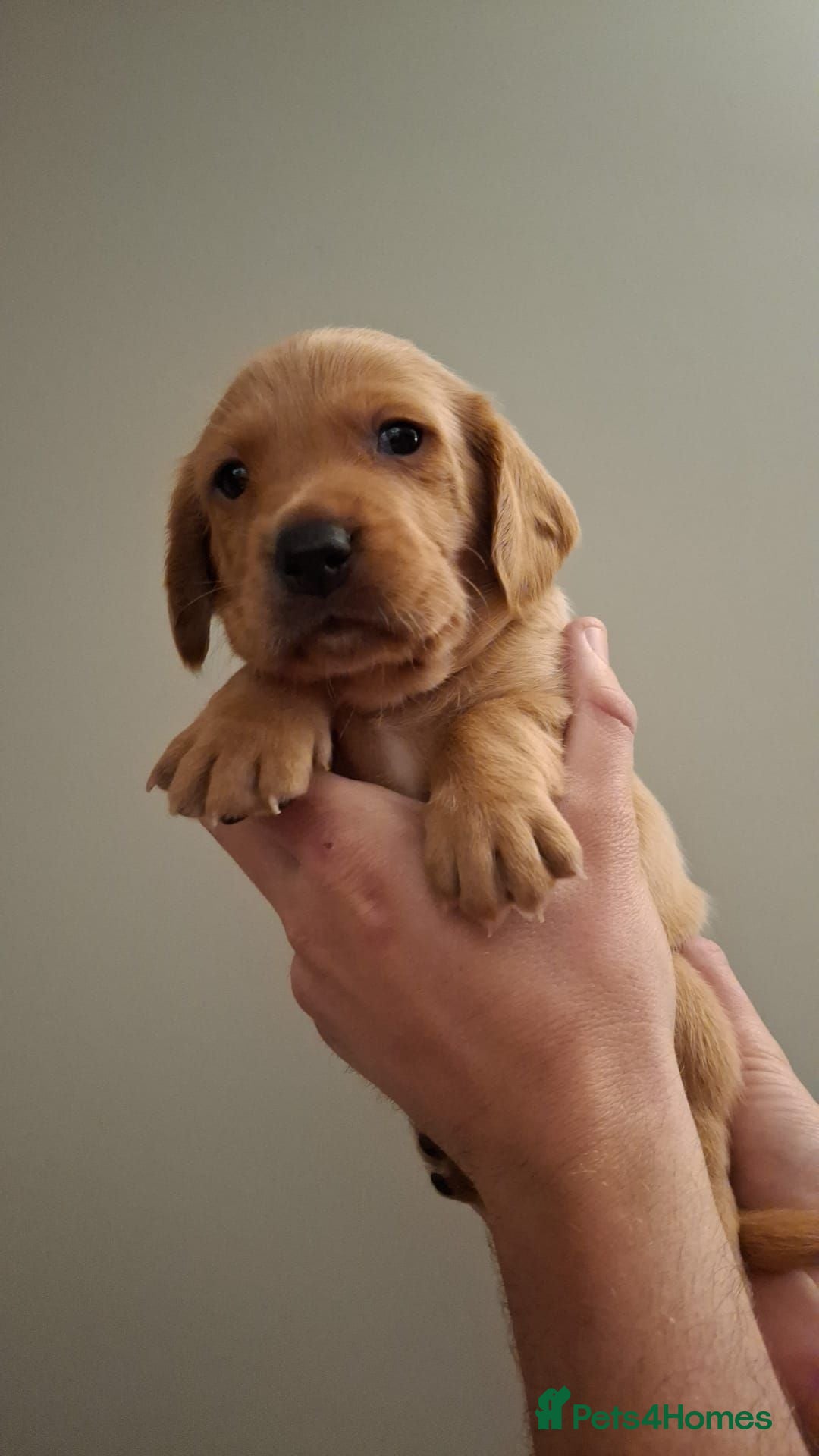 Cockerdor dogs (4 left) 7 Cockerdor puppies 🐶 5⭐️ breeders - Advert 2