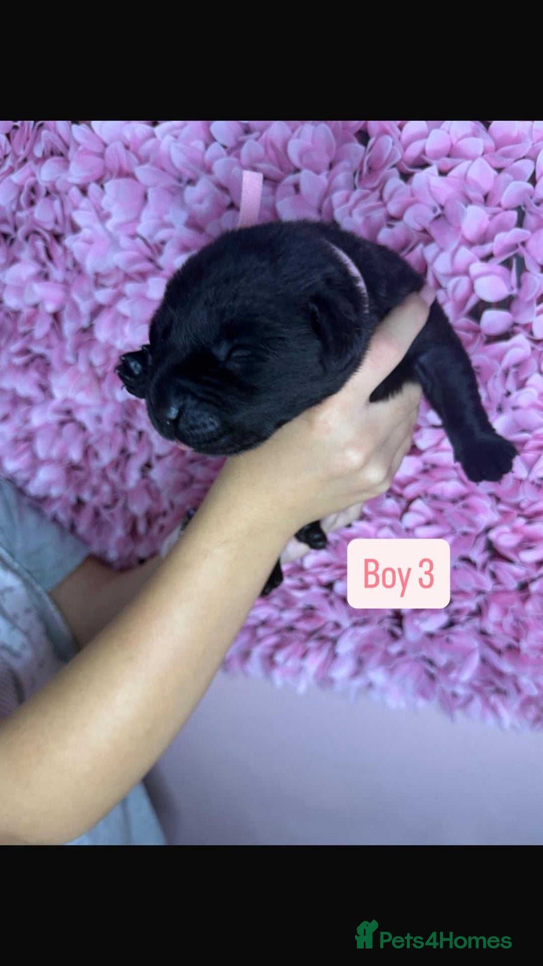 Labrador Retriever dogs for sale: Litter of 9 Labrador puppies for sale  - Image 13