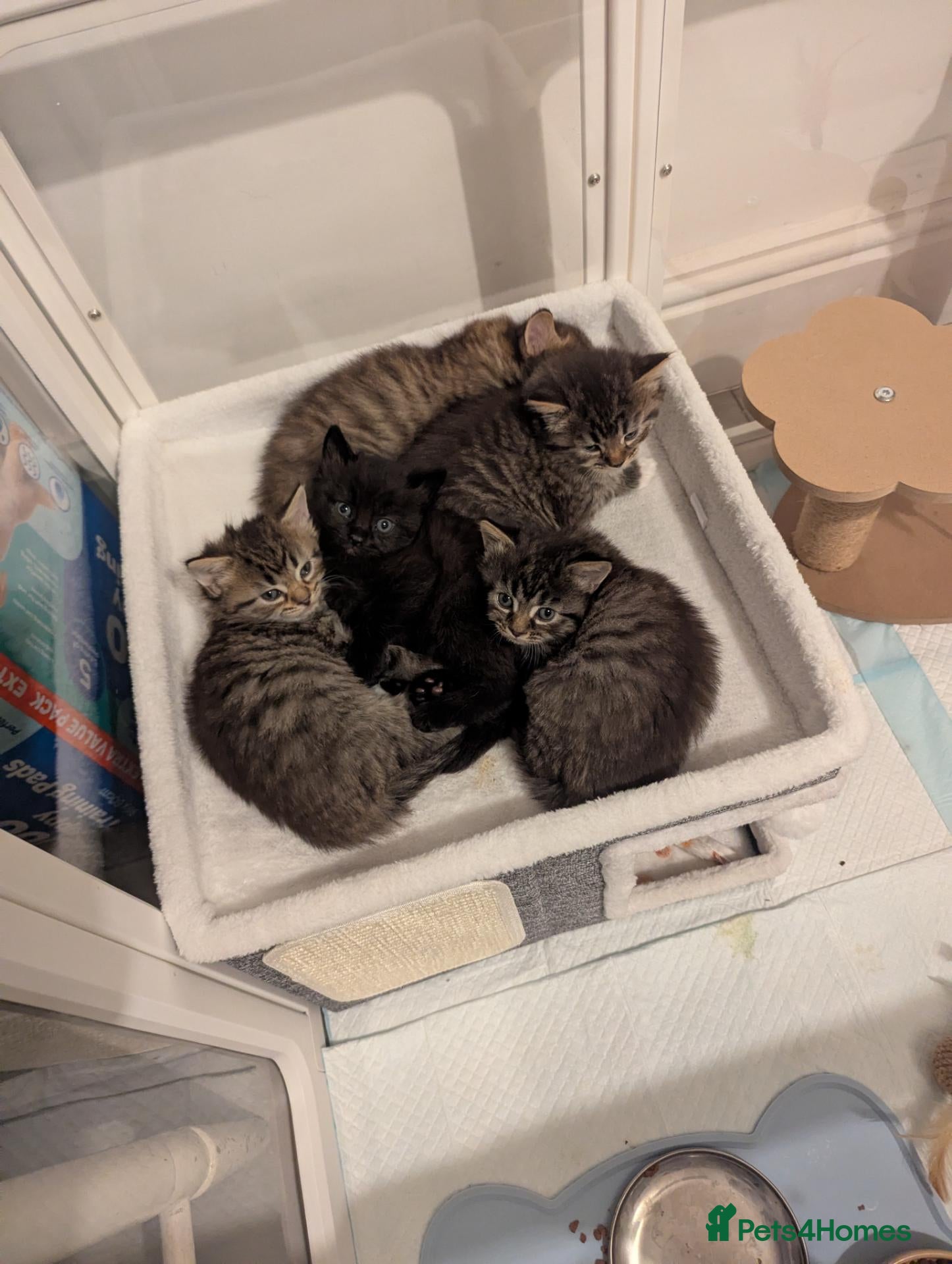 Mixed Breed cats VERY FRIENDLY AND WELL HANDLED KITTENS - Advert 1