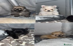 Pomeranian dogs for sale: Pomeranian pups🩵🩷 - Image 24