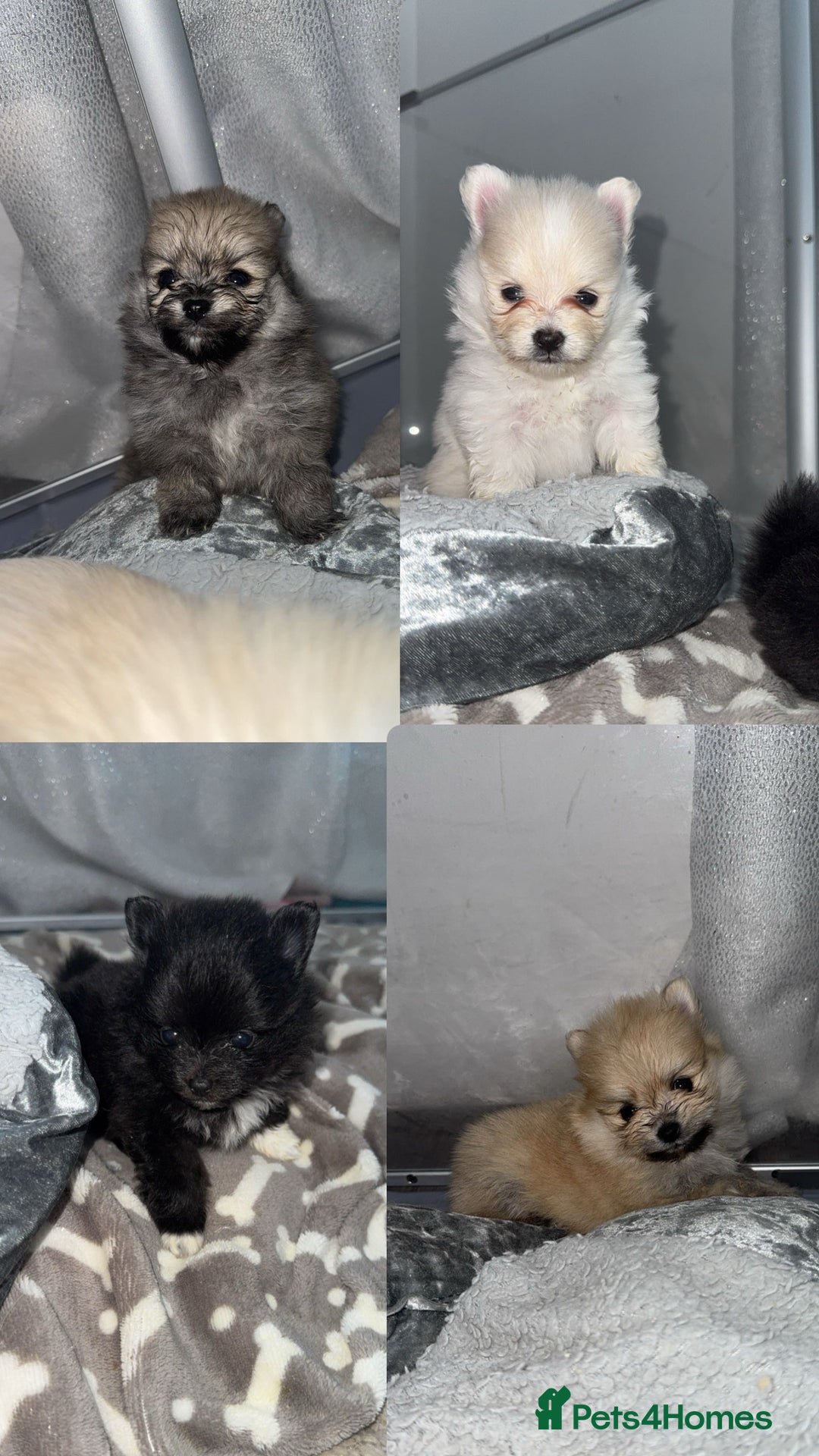 Pomeranian dogs for sale: Pomeranian pups🩵🩷 - Image 24