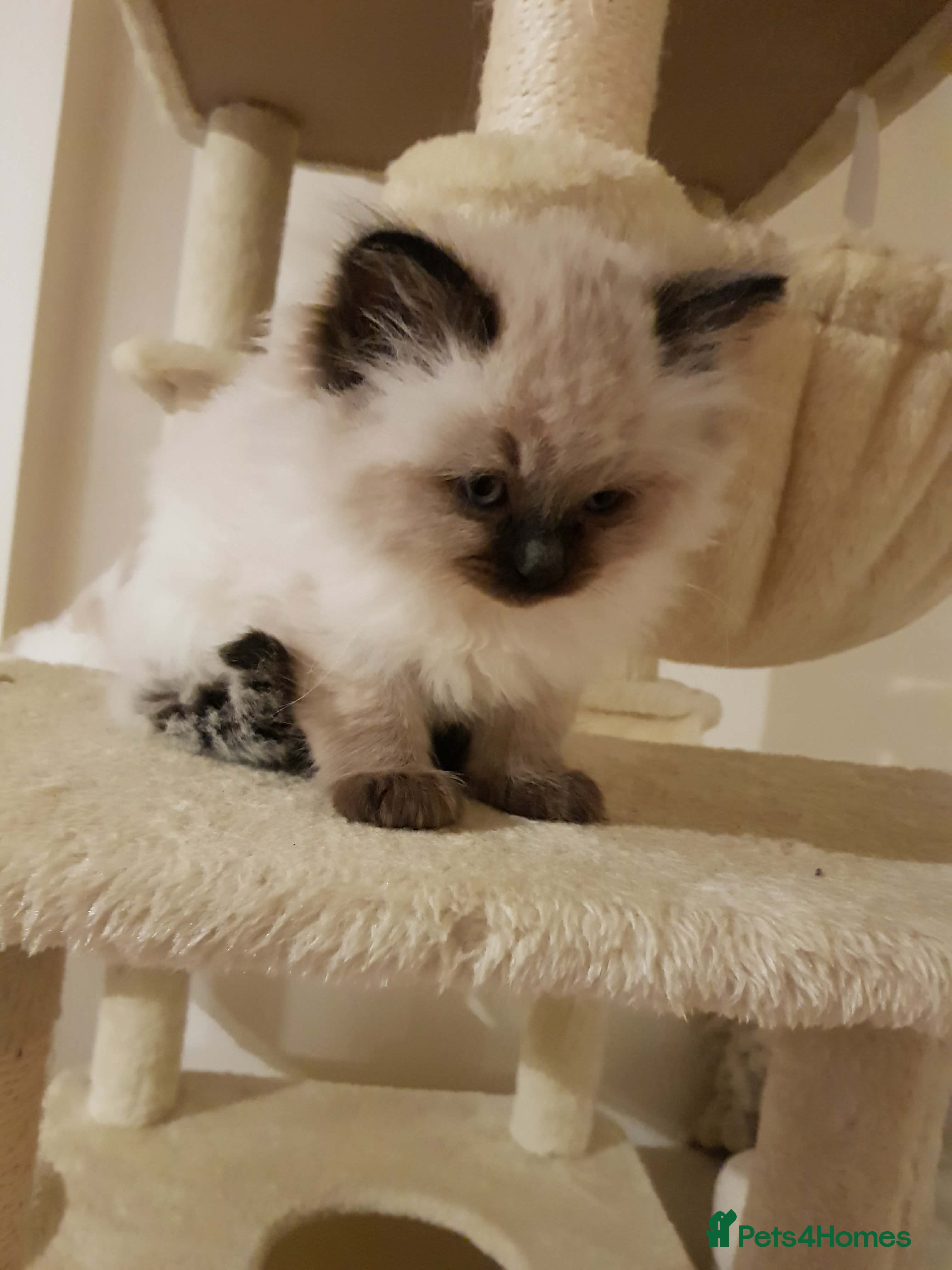 Ragdoll cats 3 beautiful ragdoll girls ready now - Advert 1