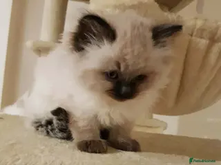 Ragdoll cats 3 beautiful ragdoll girls ready now - Advert 1