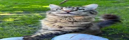 Maine Coon cats for sale: Maine coon kittens  - Advert 3