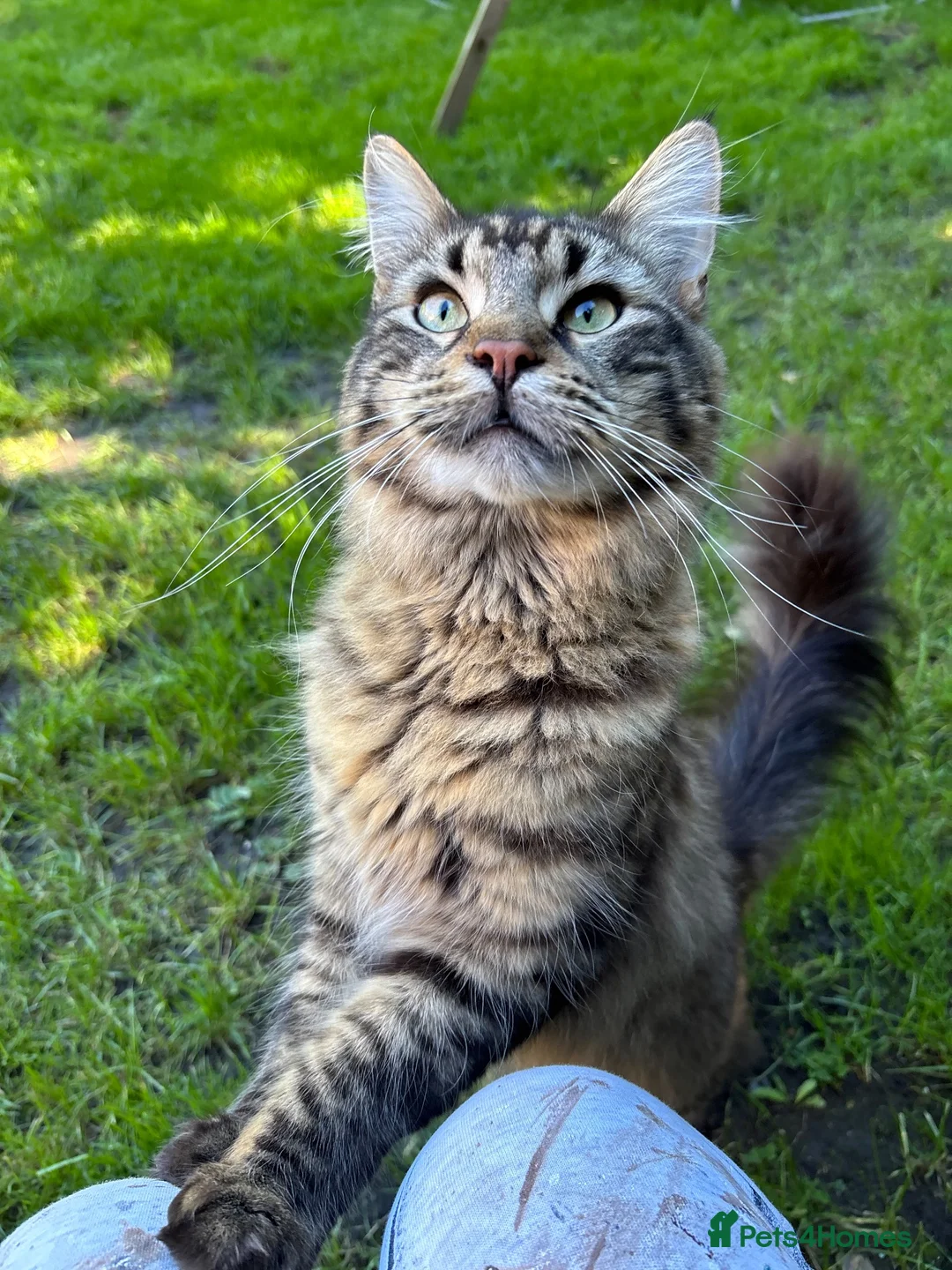 Maine Coon cats for sale: Maine coon kittens  - Advert 3