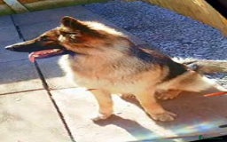 German Shepherd dogs for sale: Beautiful German sheppard puppies  - Image 14