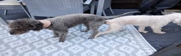 Bedlington Terrier dogs for stud:  Bedlington terrier for stud   in Chesterfield - Advert 10