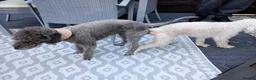 Bedlington Terrier dogs for stud: Blue.  Bedlington terrier for stud  CT Clear   in Chesterfield - Advert 12