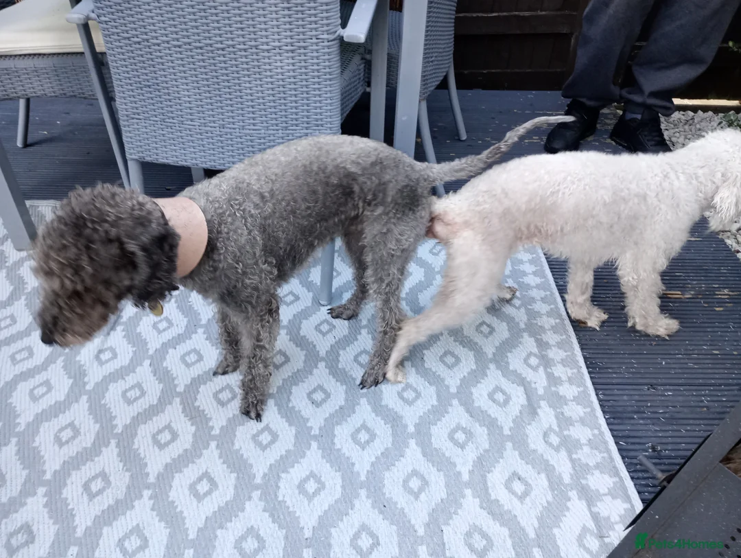 Bedlington Terrier dogs for stud: Blue.  Bedlington terrier for stud  CT Clear   in Chesterfield - Advert 12