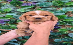 Cocker Spaniel dogs for sale: SUPERB SHOW TYPE COCKER SPANIEL PUPPIES  - Image 7