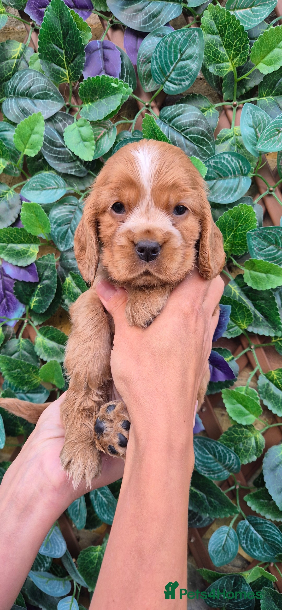 Cocker Spaniel dogs for sale: SUPERB SHOW TYPE COCKER SPANIEL PUPPIES  - Image 7