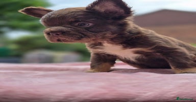 French Bulldog dogs - Advert 8