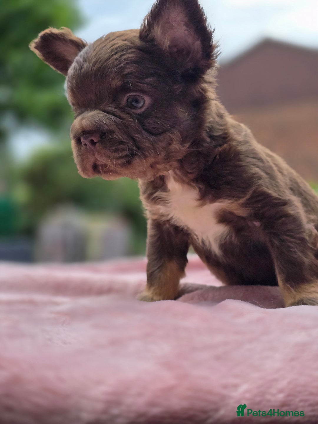 French Bulldog dogs for sale: Fluffy french bulldogs carrying Pink - Image 2