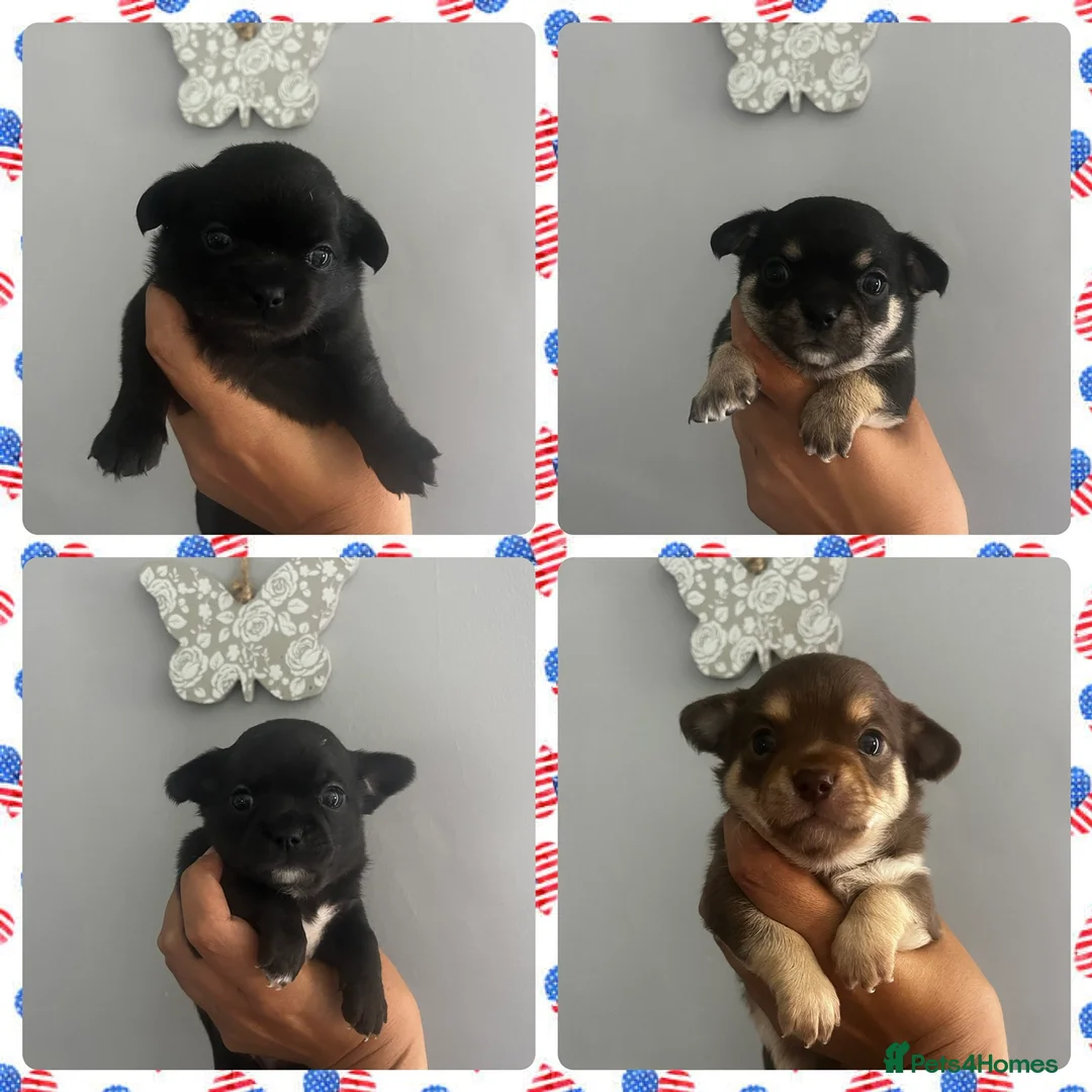 Chihuahua dogs for stud: Blue n tan small chihuahua stud carrying chocolate in Harpenden - Advert 20