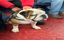 English Bulldog dogs for sale: Winston  - Image 2