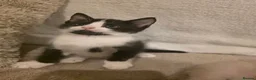 Mixed Breed cats for sale: Tuxedo kitten - Advert 3